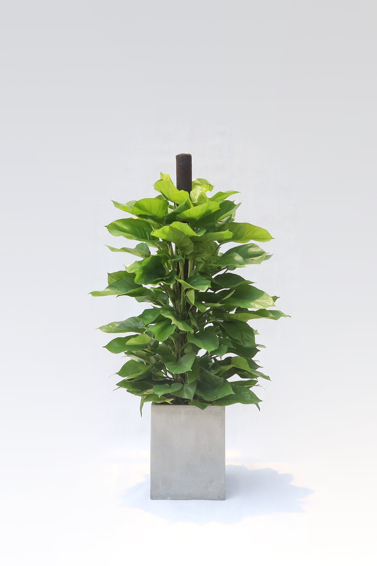 黃金葛 (上柱) Epipremnum Aureum