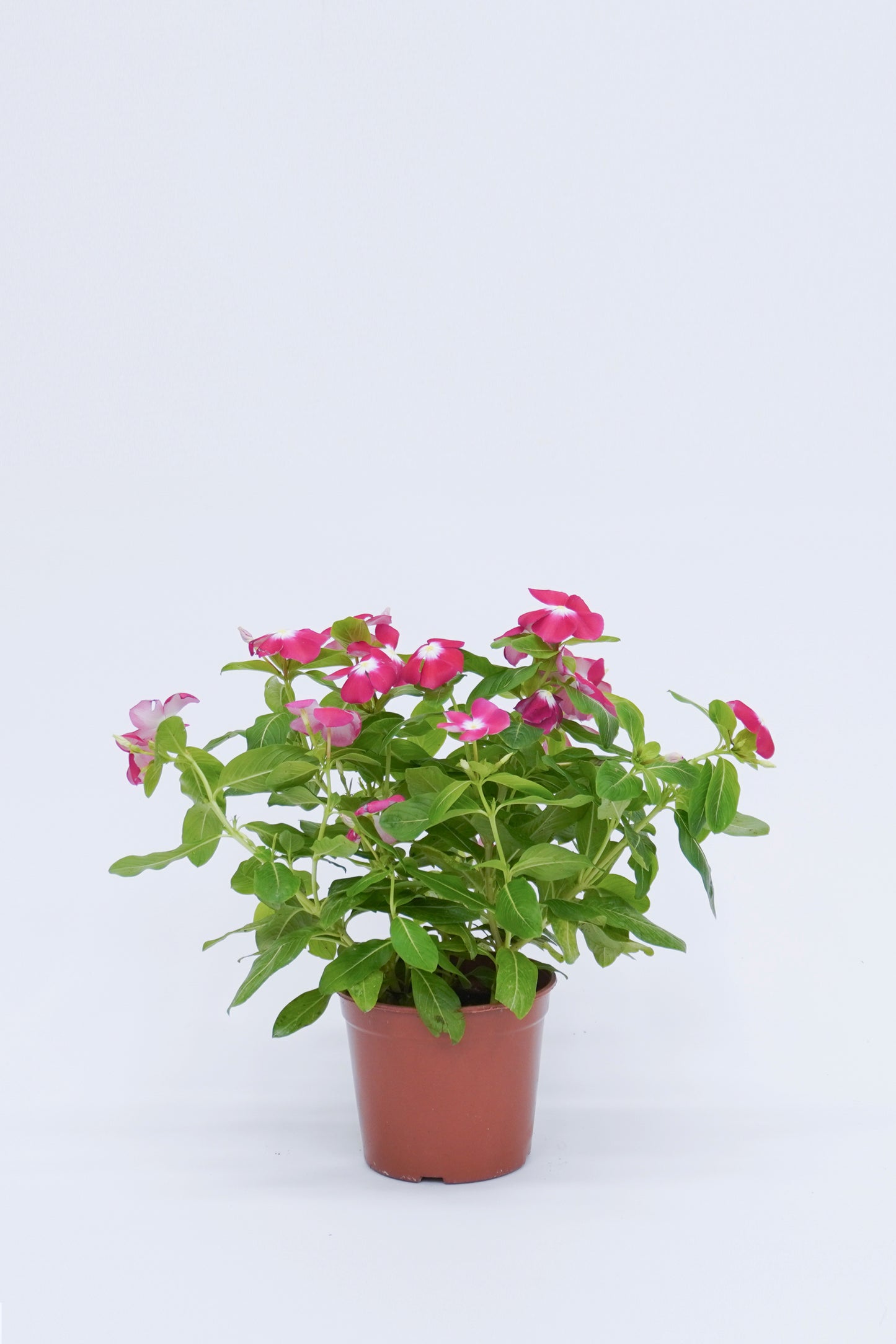 長春花 Catharanthus Roseus