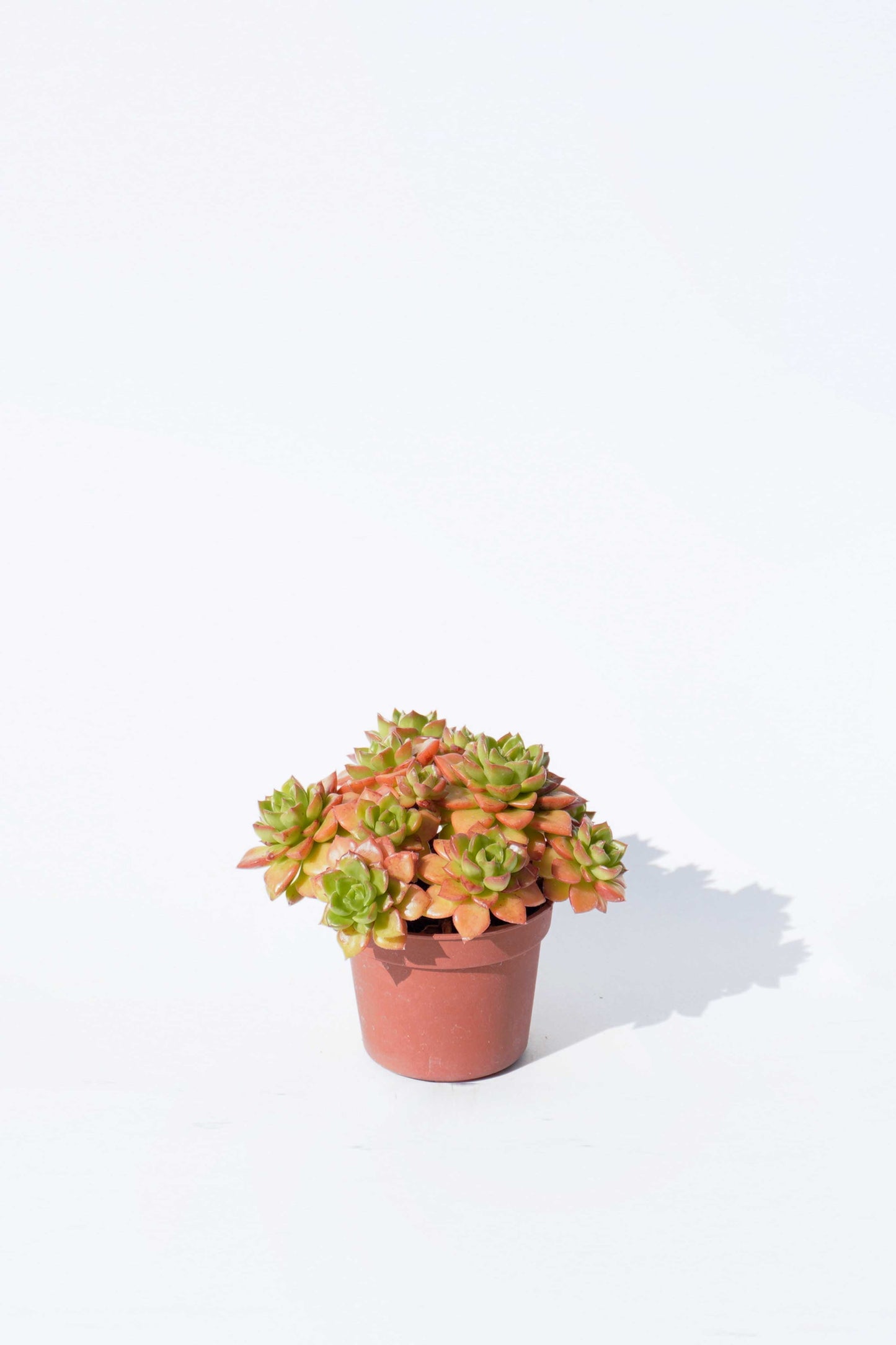 蒂亞 Sedeveria Letizia