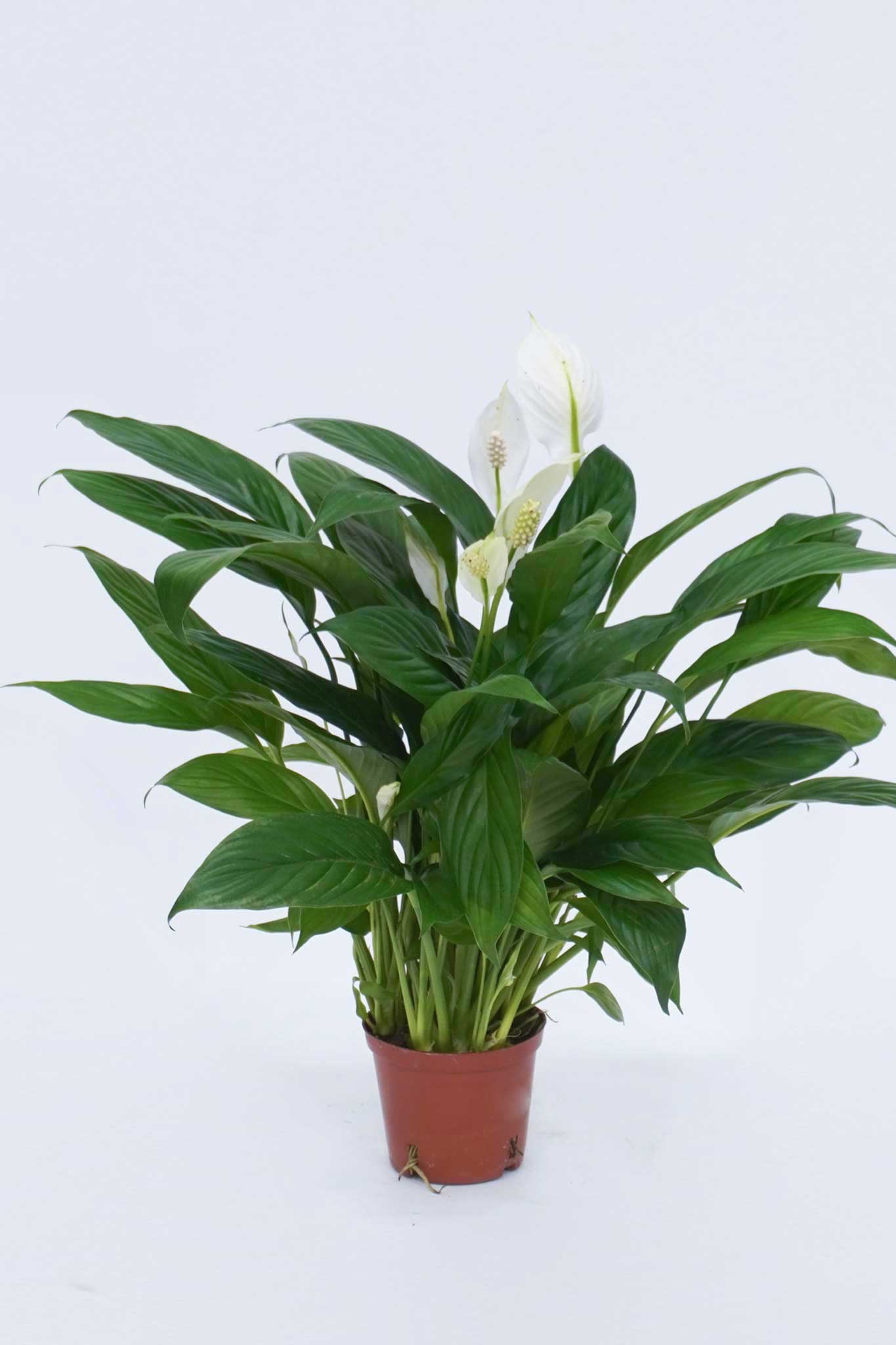 peace lily 中文名 觀葉植物白掌Spathiphyllum – Wah King Garden Arts Co., Ltd