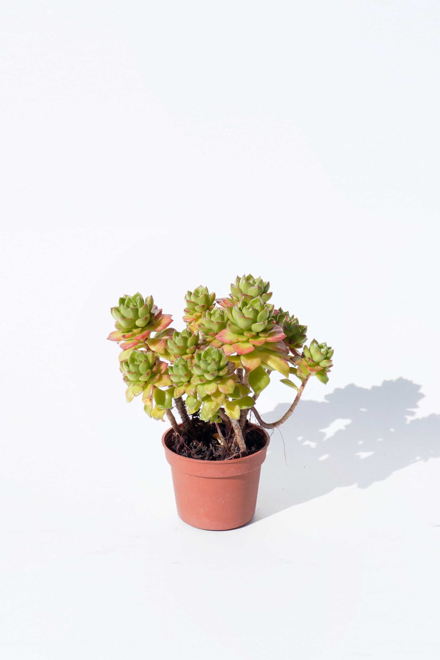 蒂亞 Sedeveria Letizia