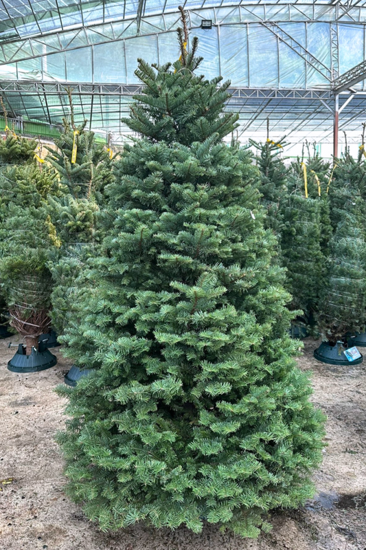 Noble Fir 聖誕樹 Christmas Tree
