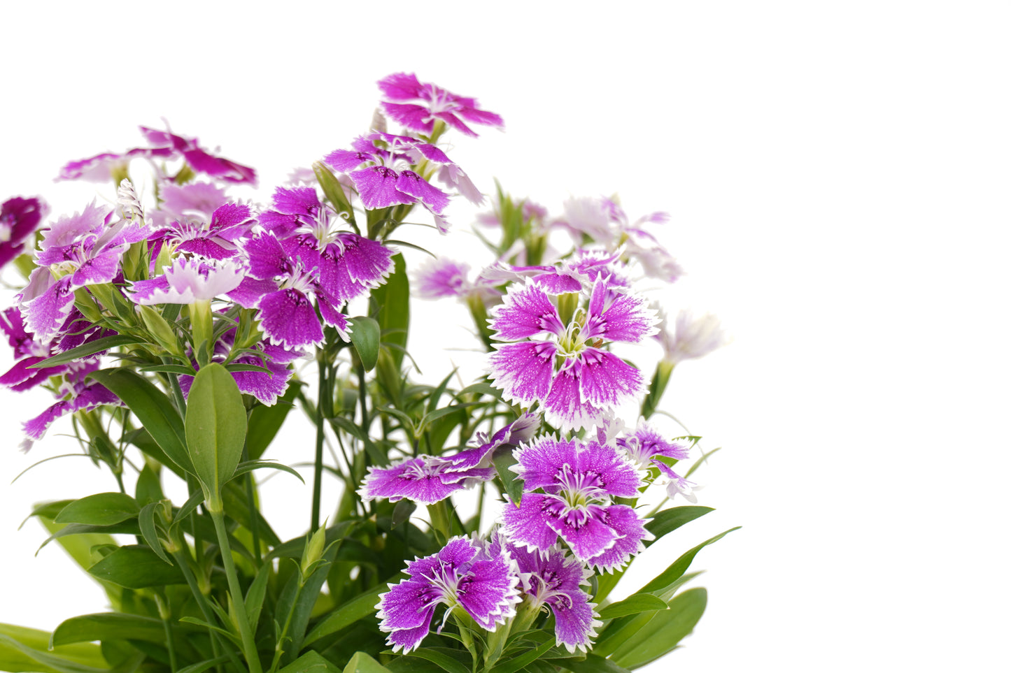 Dianthus Chinensis_Purple White