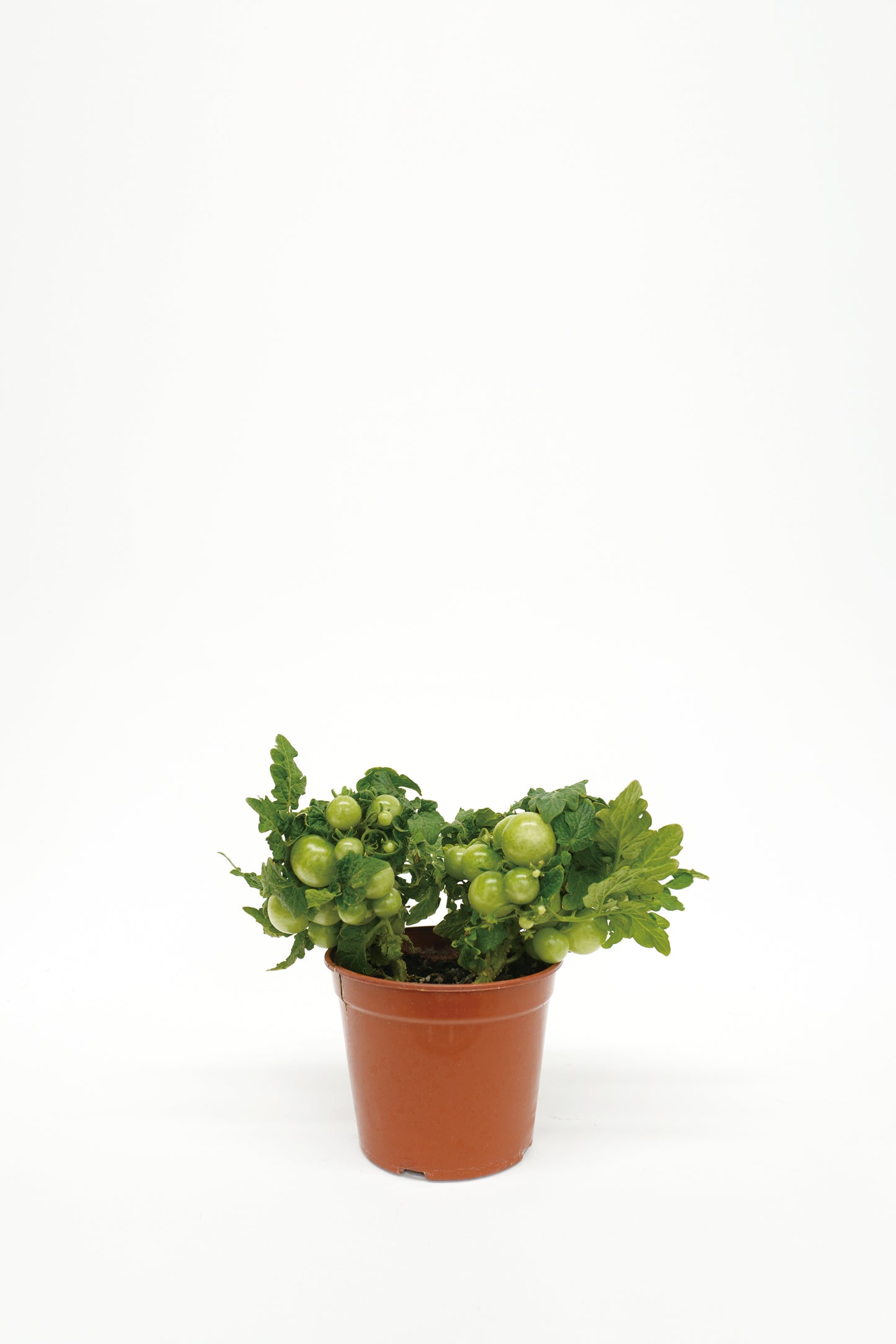 Tomato