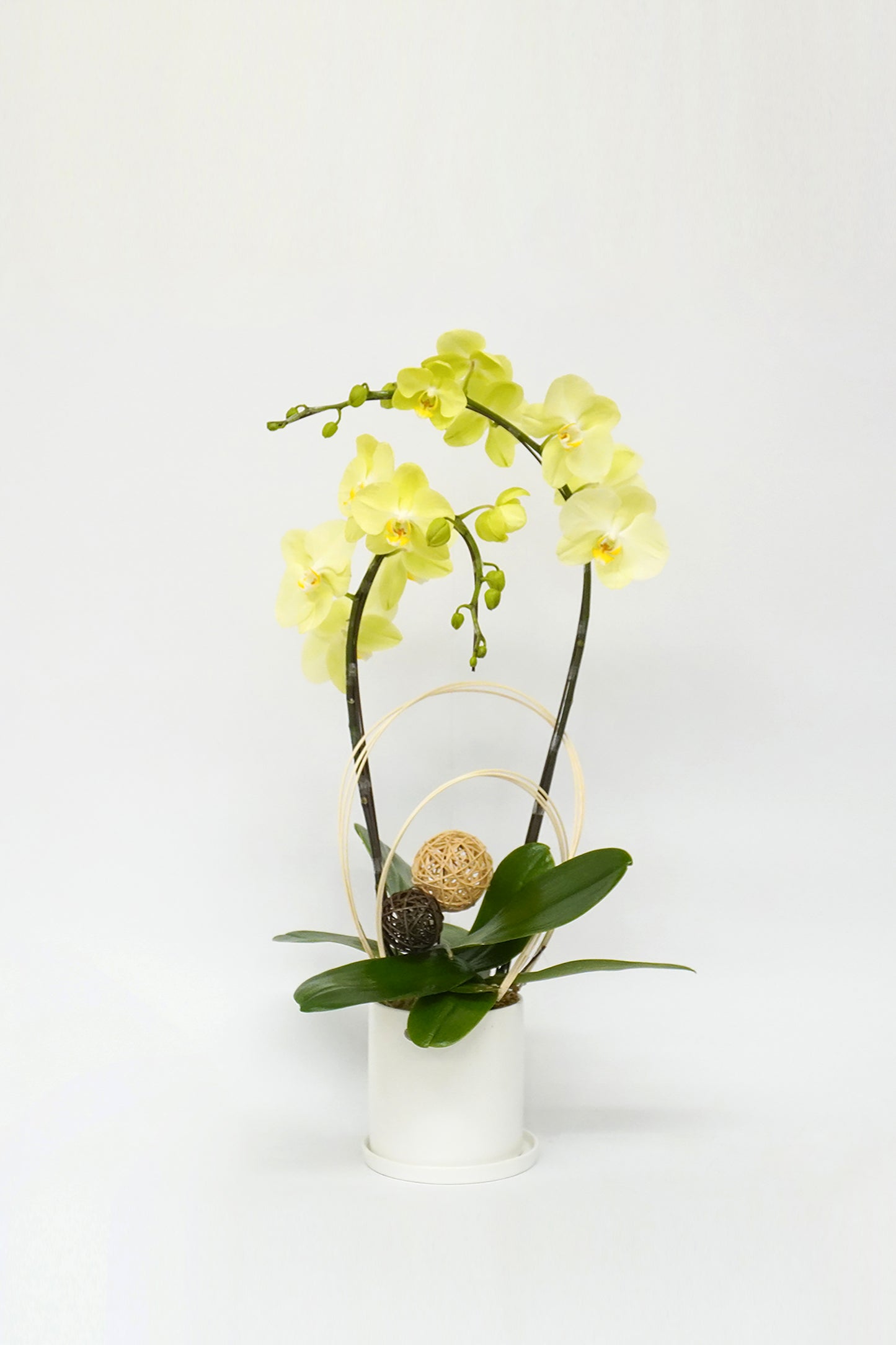 Orchid