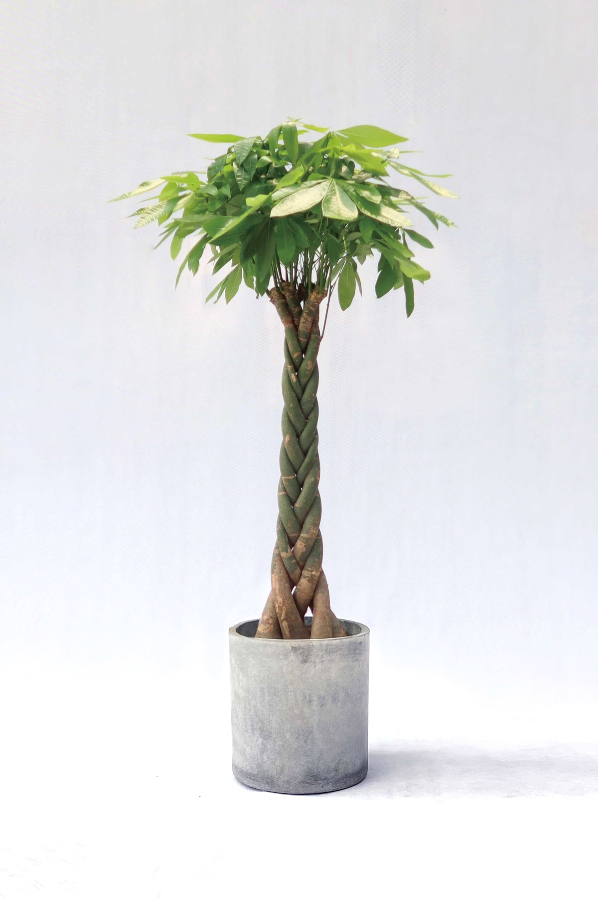 Pachira Aquatica