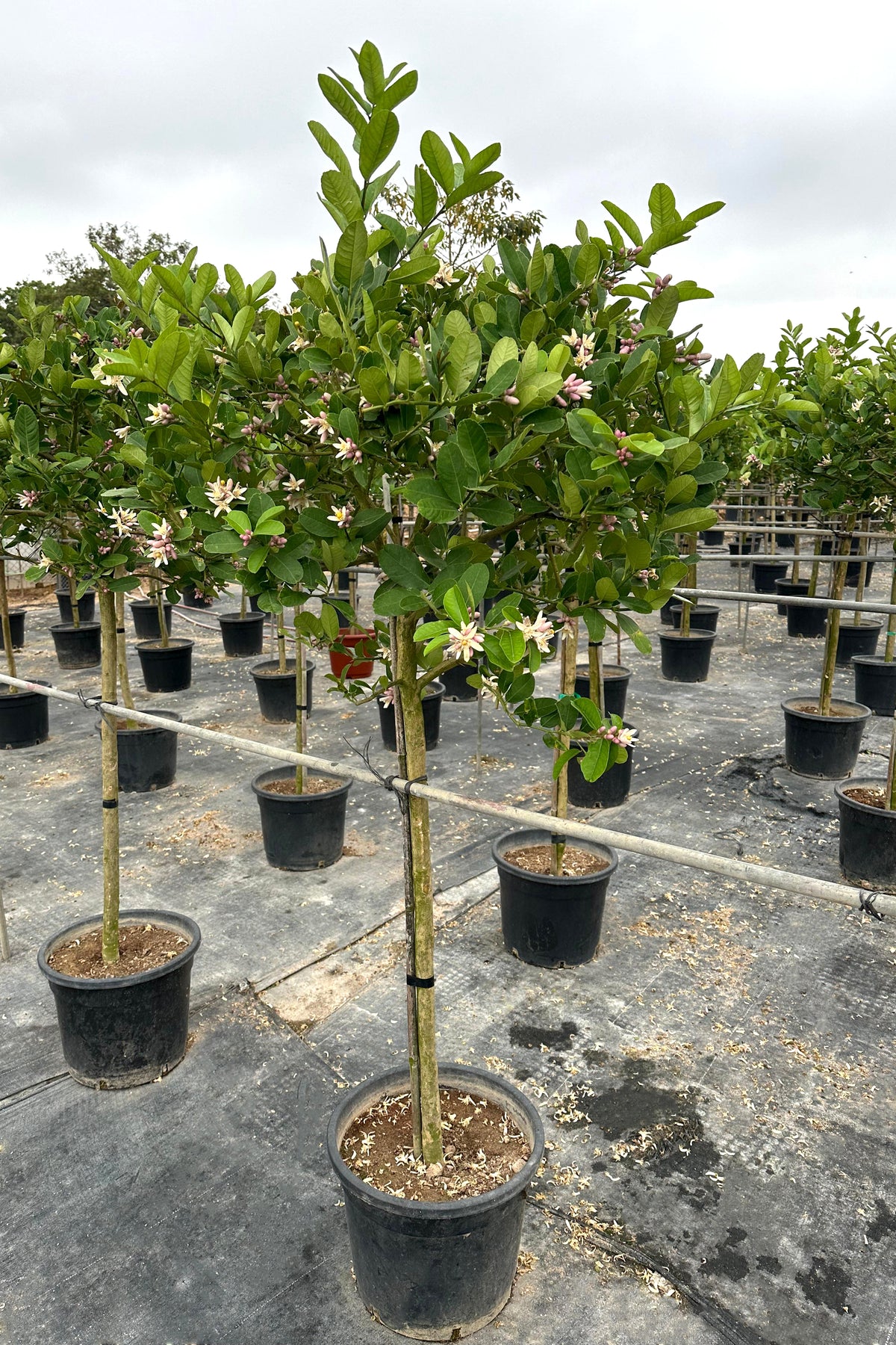 Lemon Tree