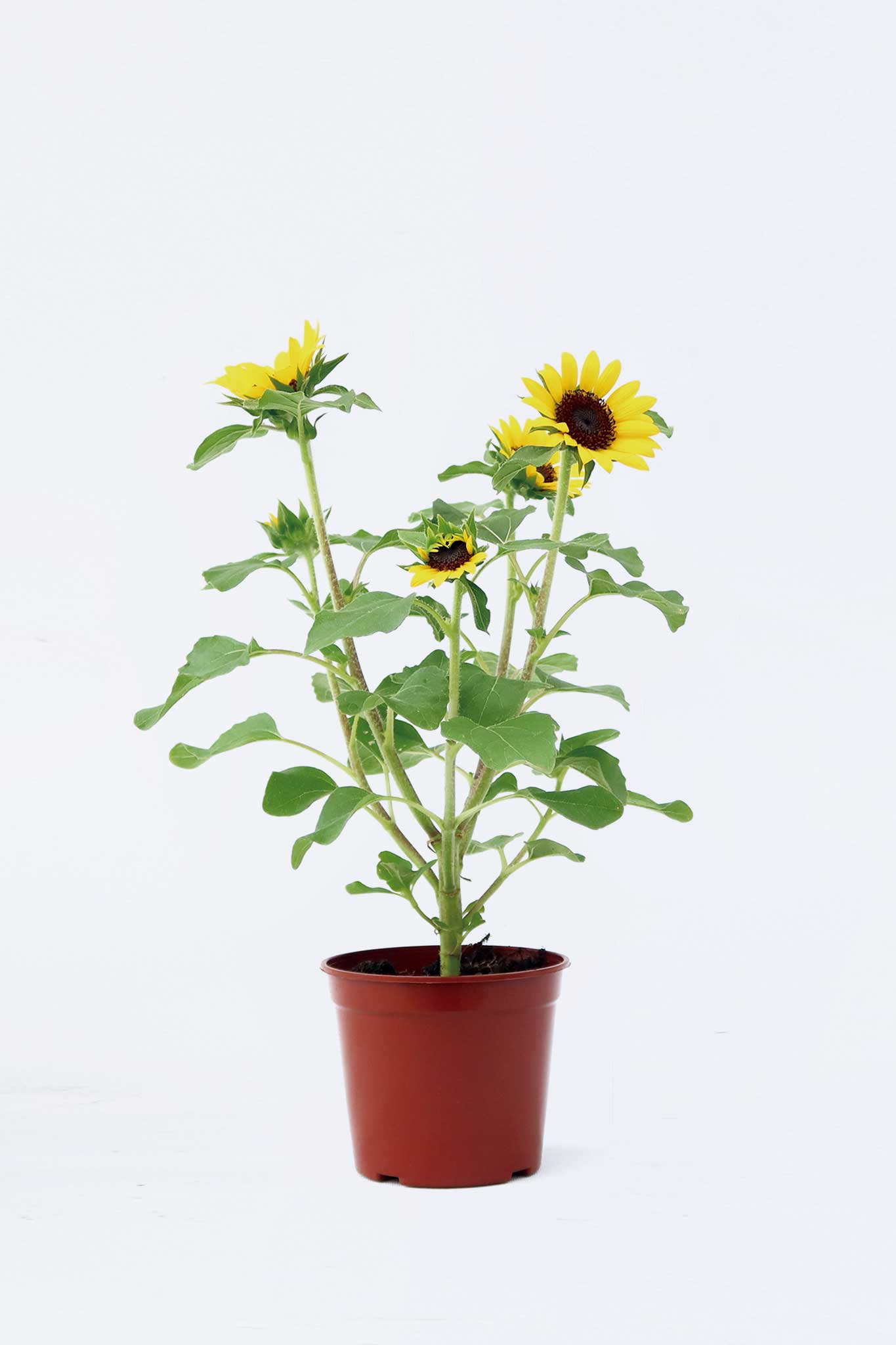 向日葵 Helianthus Annuus