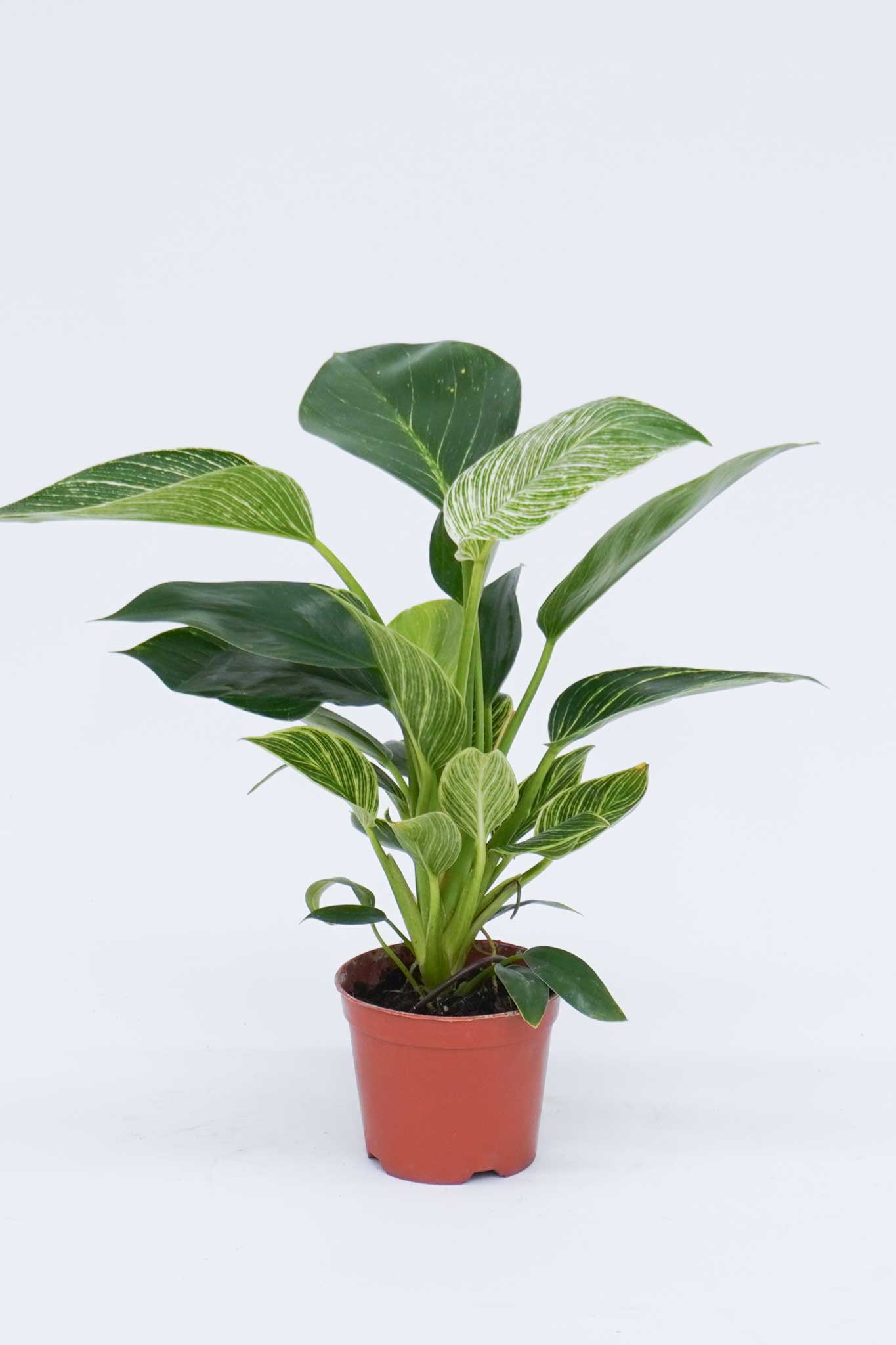 philodendron 植物 觀葉植物鉑金鑽蔓綠絨Philodendron Birkin – Wah King Garden Arts Co., Ltd