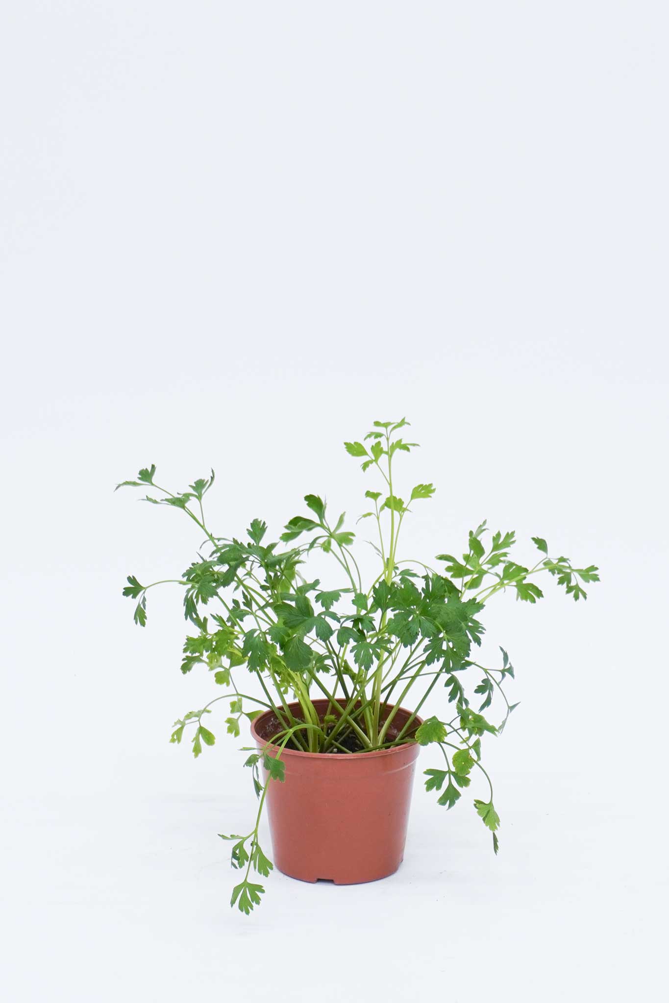 芫茜 Coriander