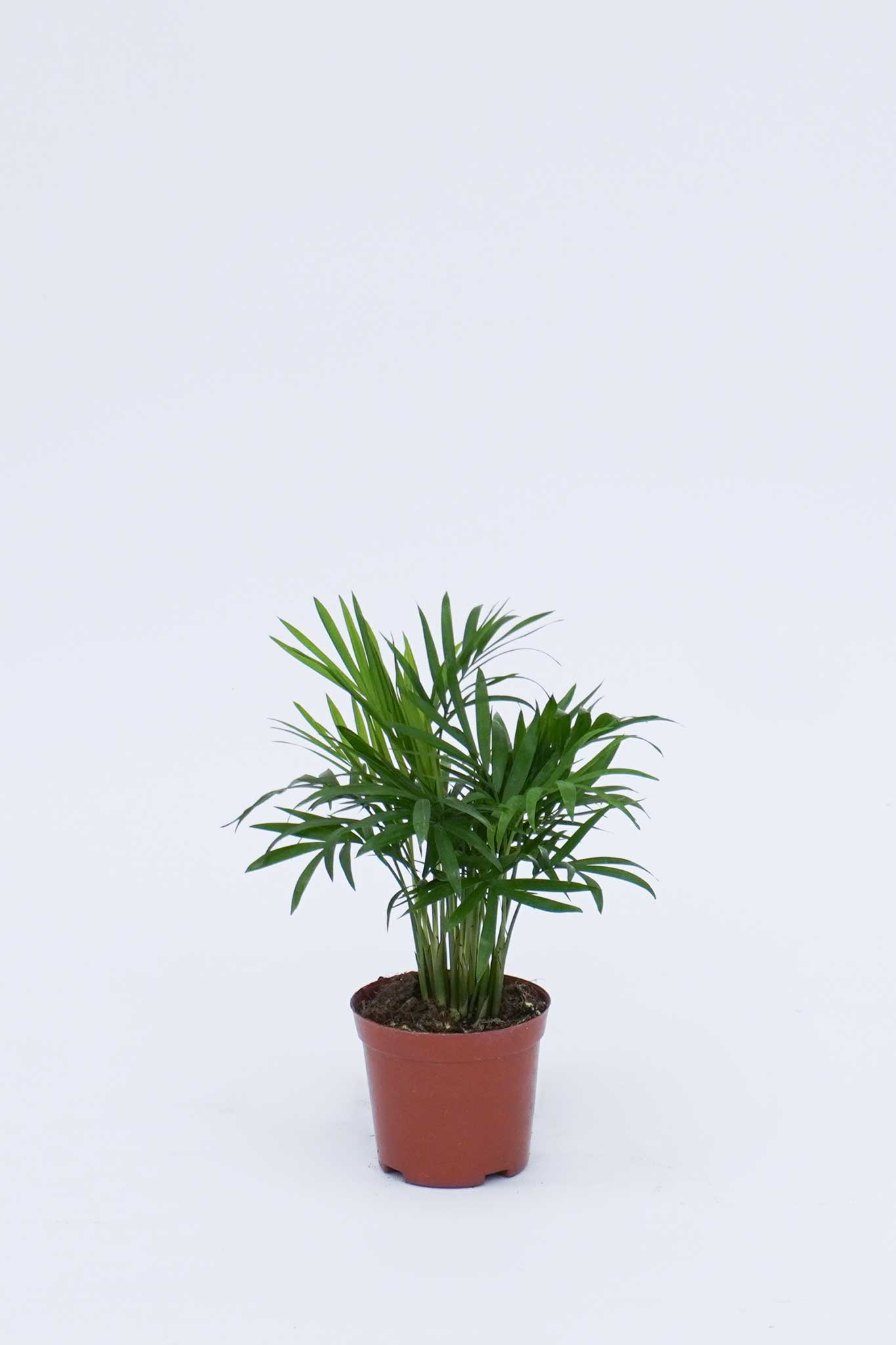 袖珍椰子 Chamaedorea Elegans