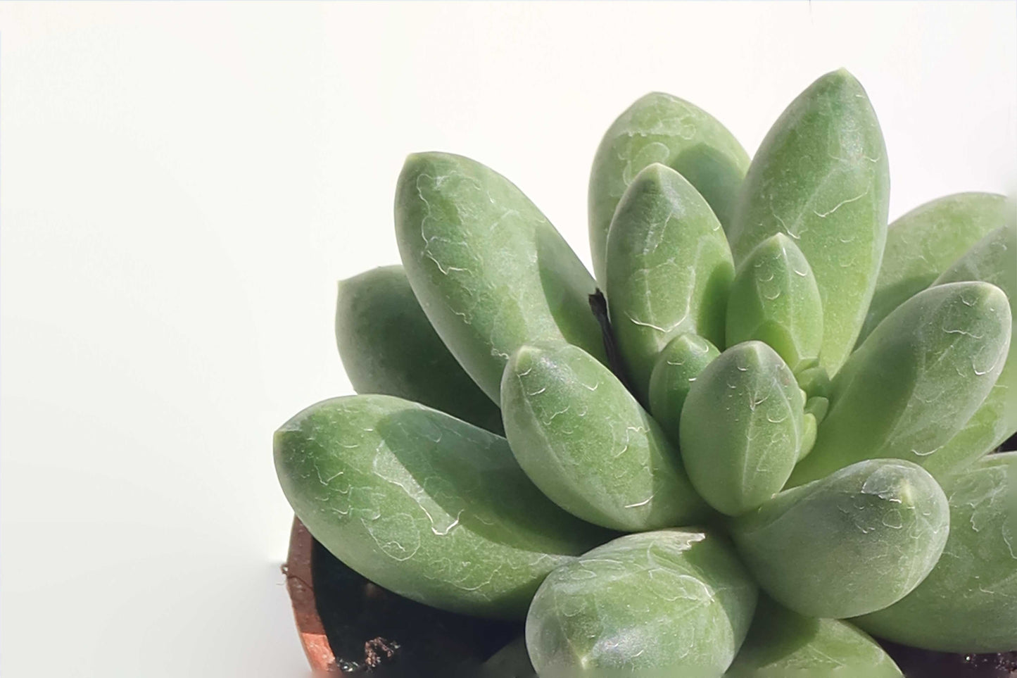 Pachyphytum Compactum_2