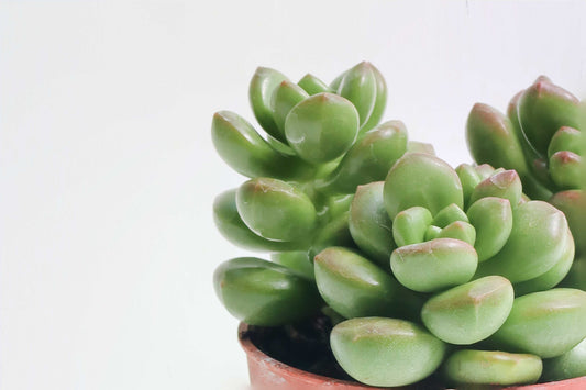 丸葉松綠 Lucidum Obesum