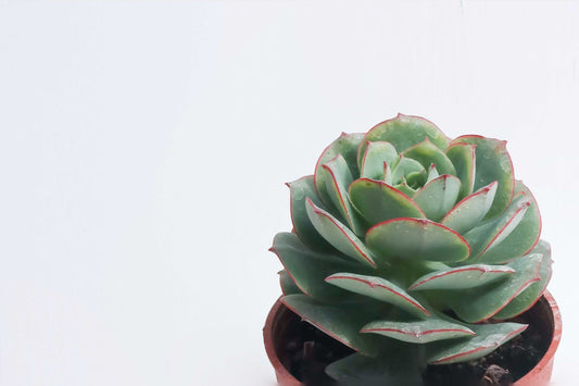克羅蒂亞 Echeveria 'Claudia'