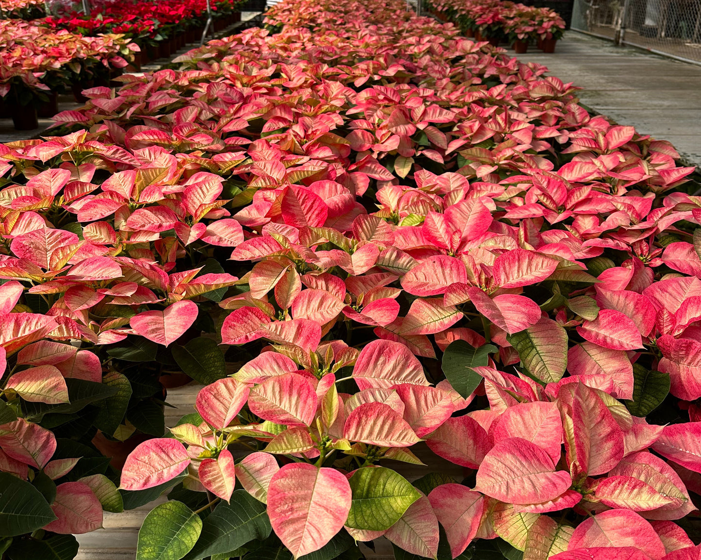 聖誕花 -冰晶色 Euphorbia Pulcherrima -Ice Crystal