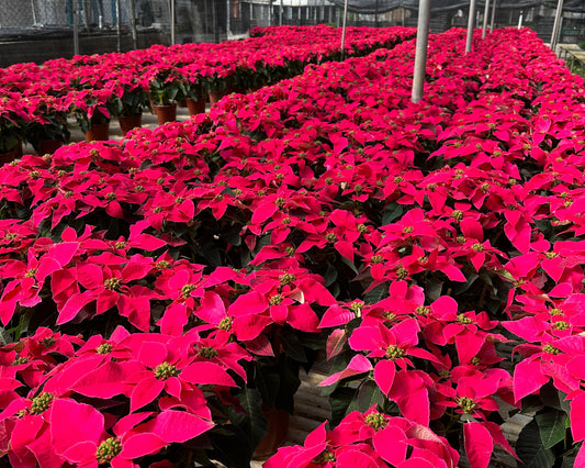 聖誕花 -深桃紅色 Euphorbia Pulcherrima -Dark Pink
