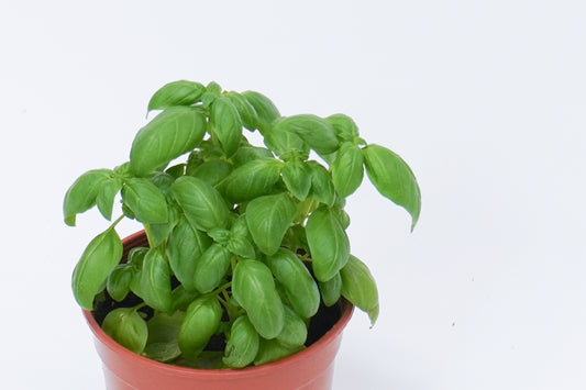 羅勒 Sweet Basil