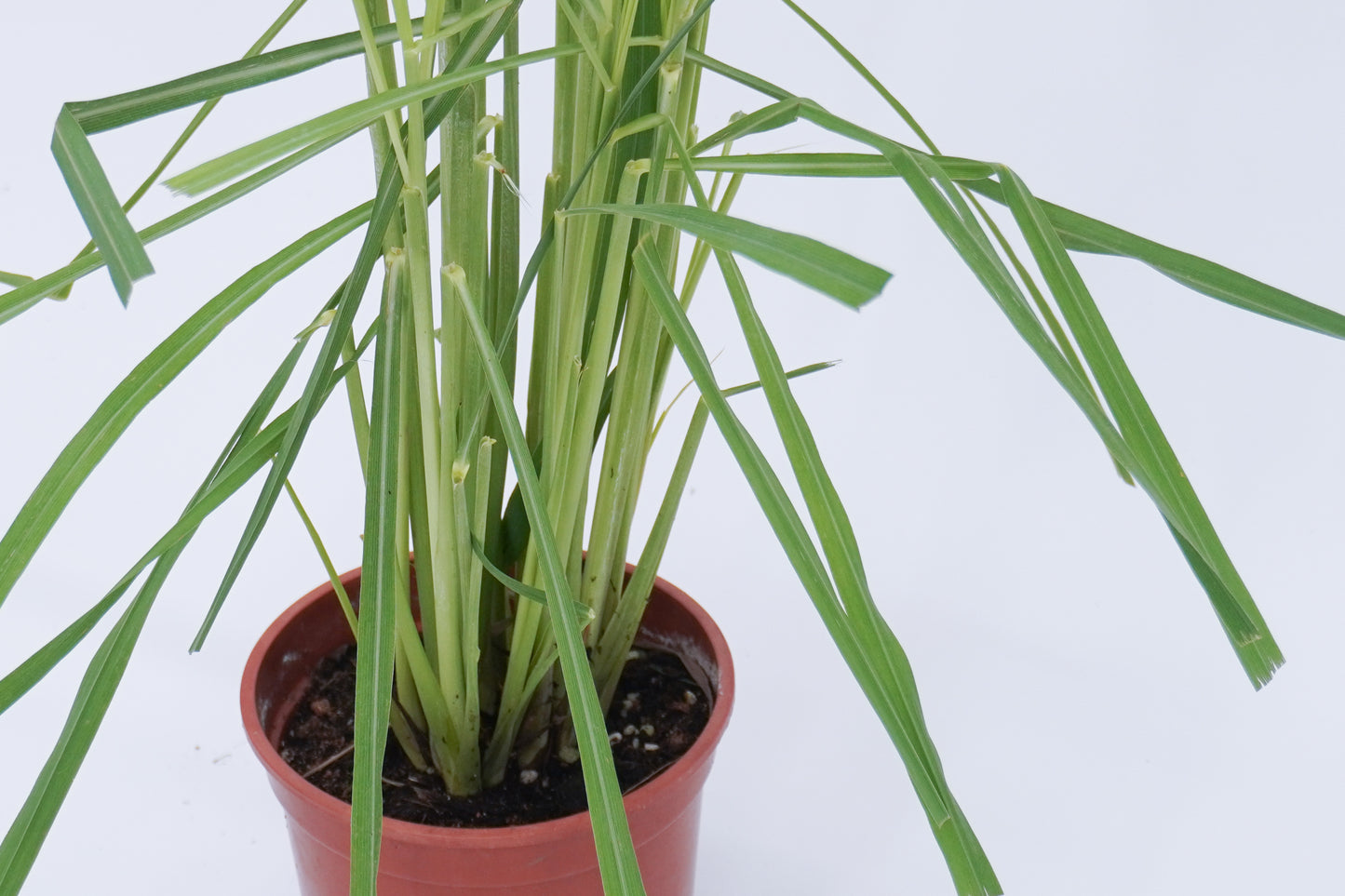 香茅 Cymbopogon