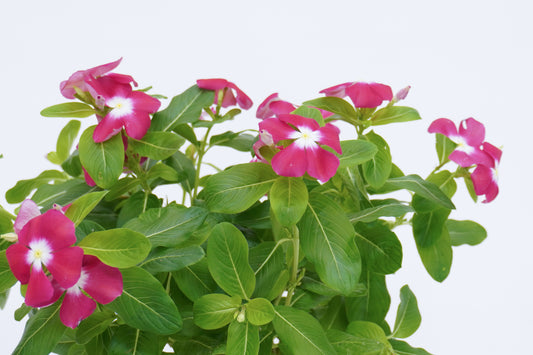 長春花 Catharanthus Roseus