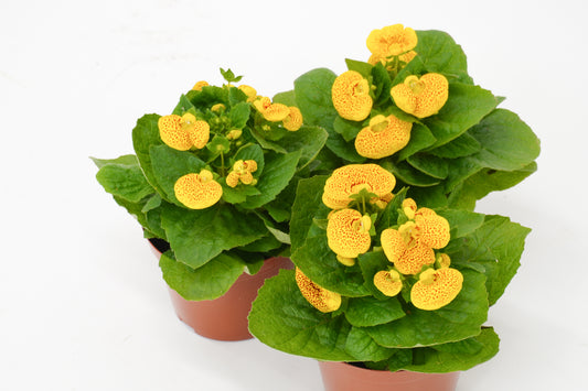 荷包花 Slipperwort