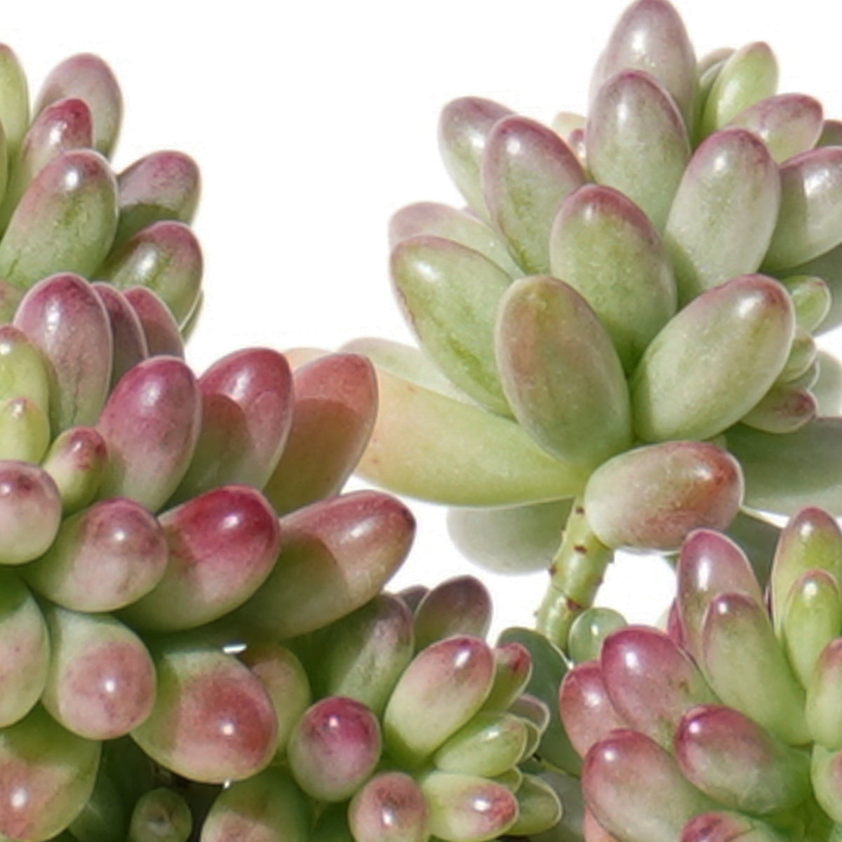 sedum_rubrotinctum_roseum