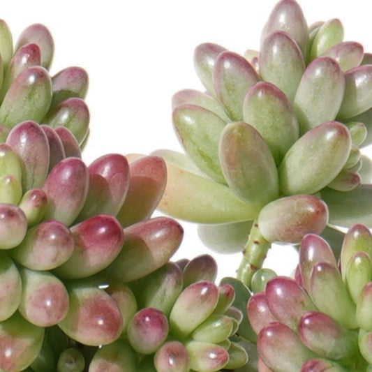 sedum_rubrotinctum_roseum