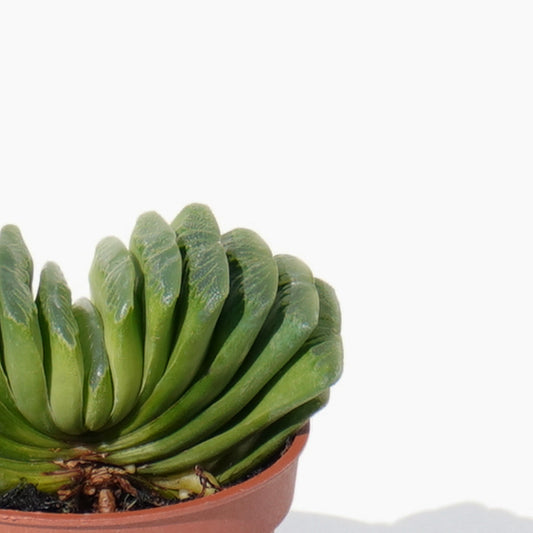 haworthia-truncata