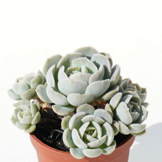 echeveria_runyonii_rose_ex_walther
