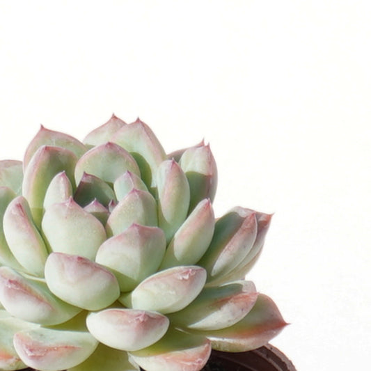 echeveria_hercules