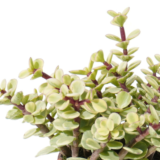portulacaria_afra
