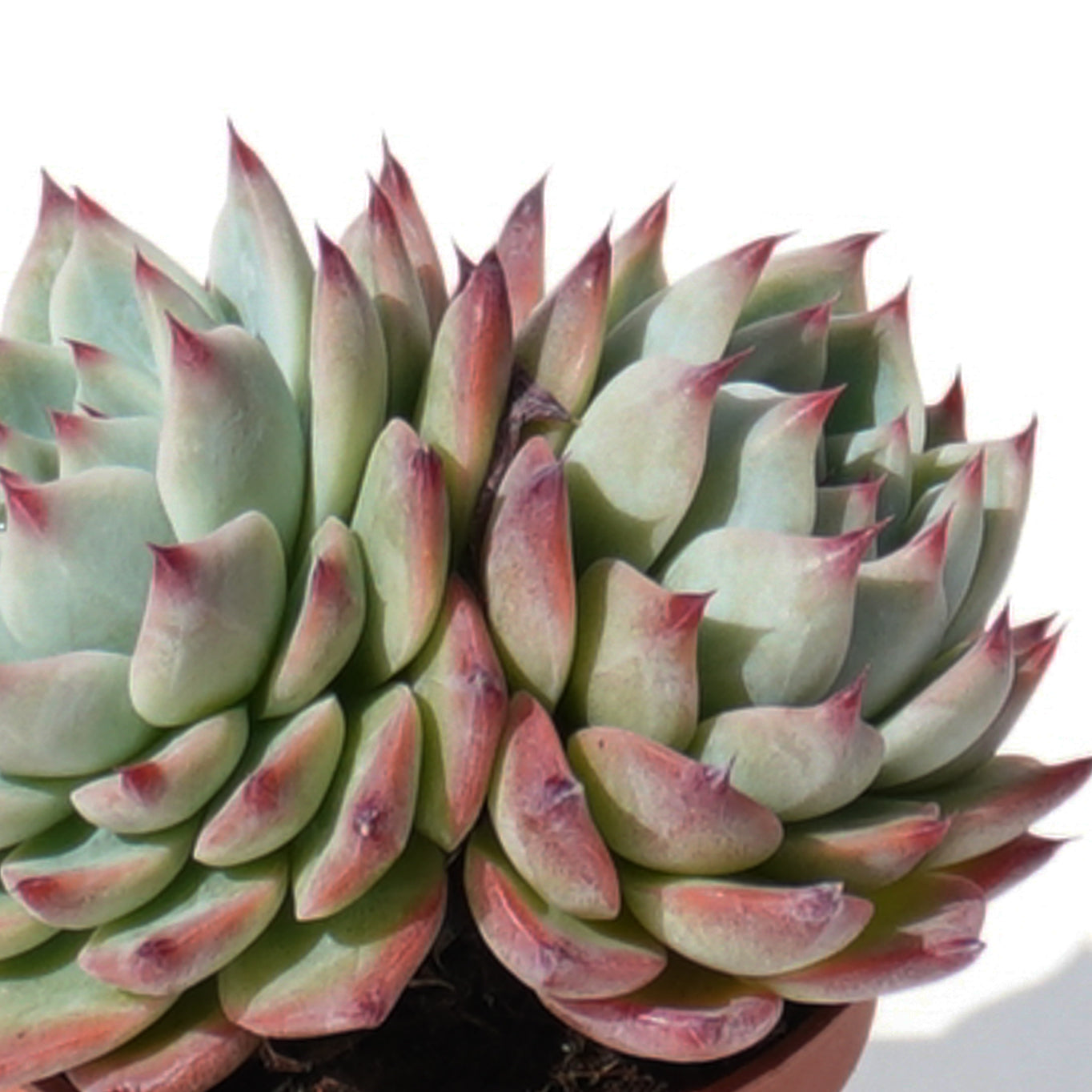 echeveria_chihuahuaensis
