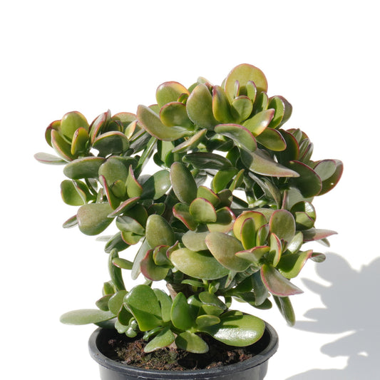 crassula_ovata