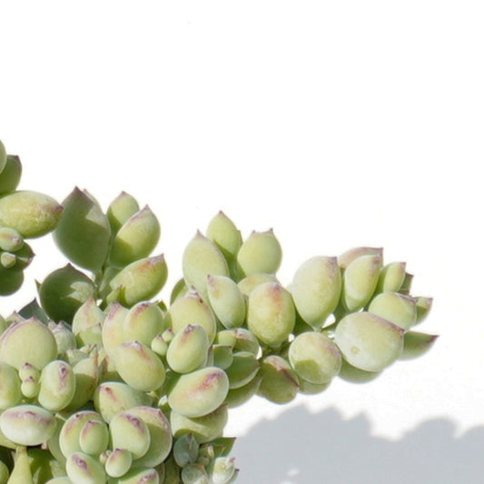 cotyledon_orbiculata