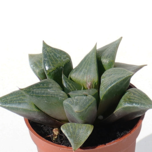 haworthia