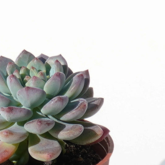 echeveria_blue_apple