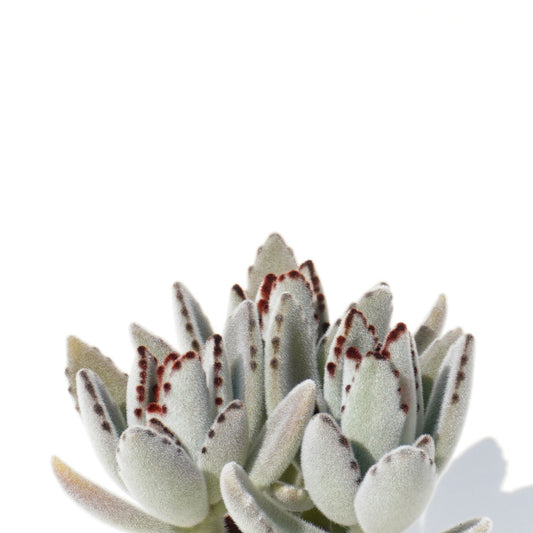 kalanchoe