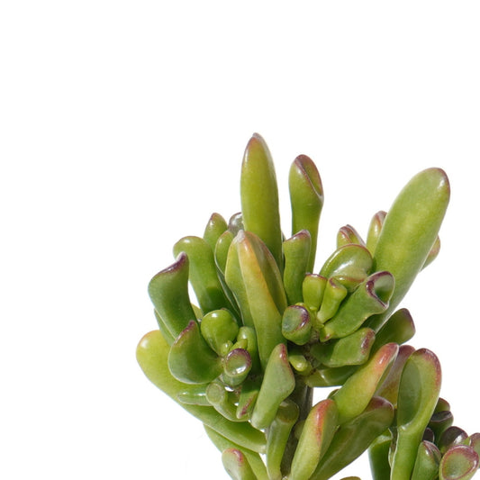 crassula_obliqua_gollum