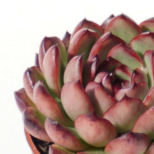 echeveria_agavoides_christmas_eve
