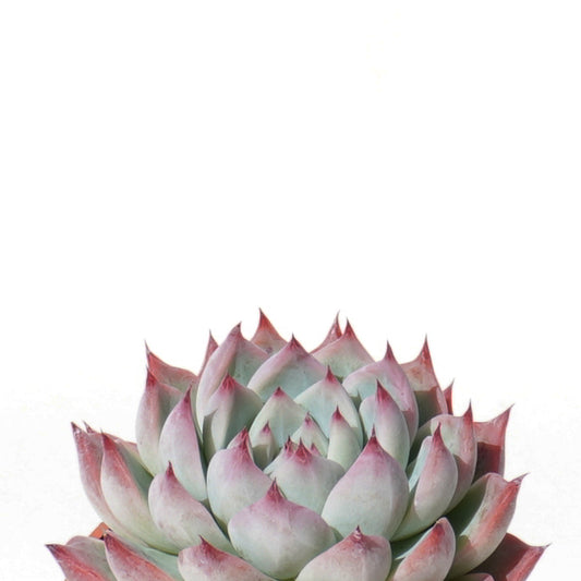 echeveria_chihuahuaensis