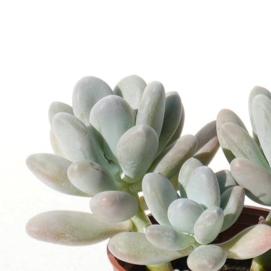 pachyphytum_bracteosum