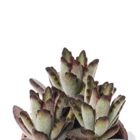 kalanchoe_tomentosa