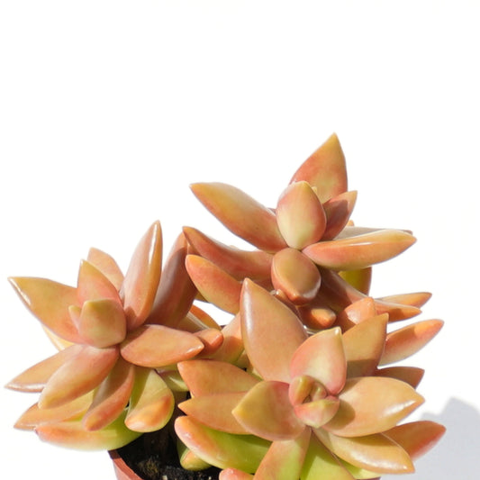 銘月 Sedum Nussbaumerianum