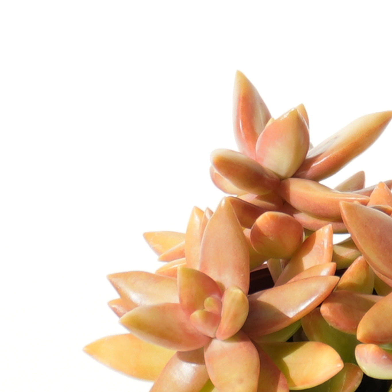 sedum_nussbaumerianum