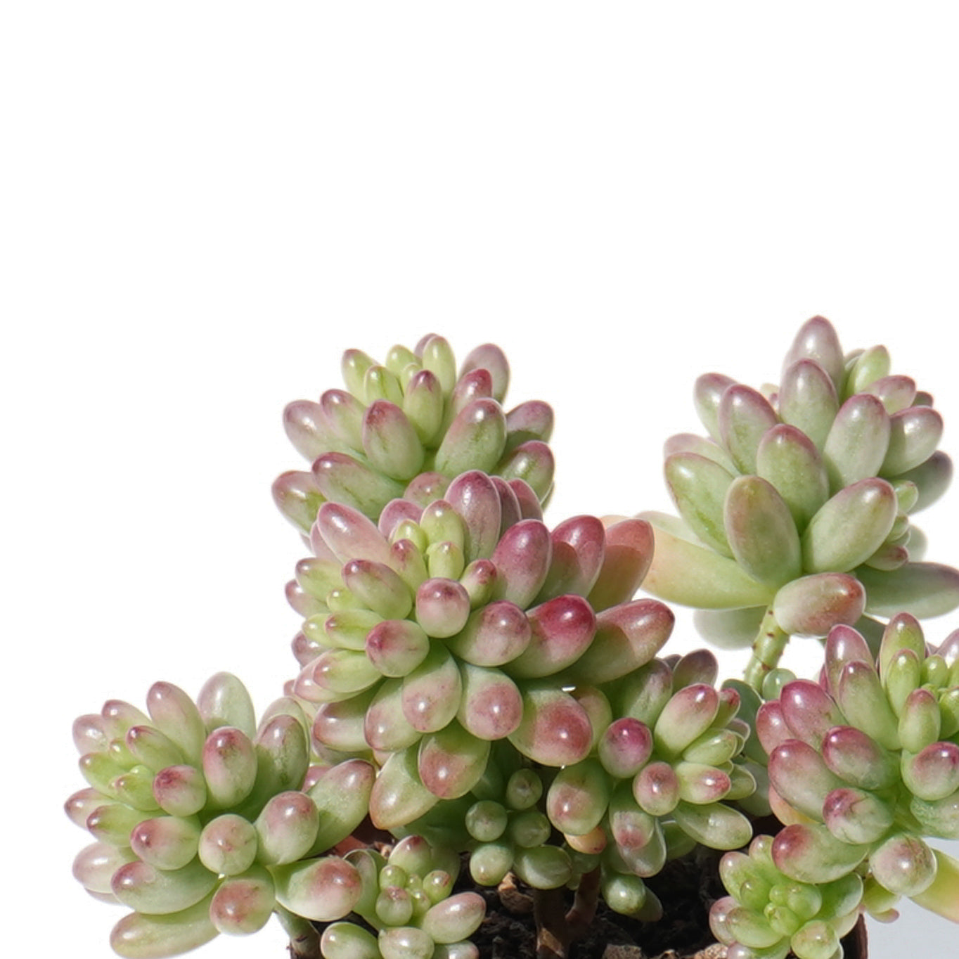 sedum_rubrotinctum_roseum