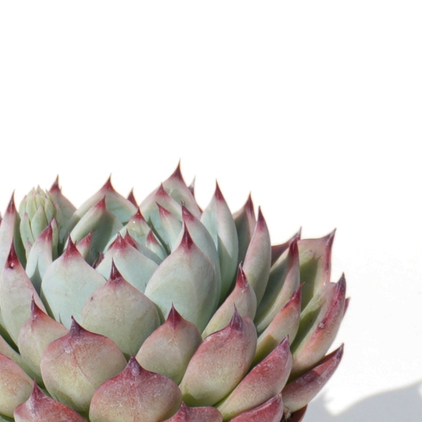echeveria_chihuahuaensis