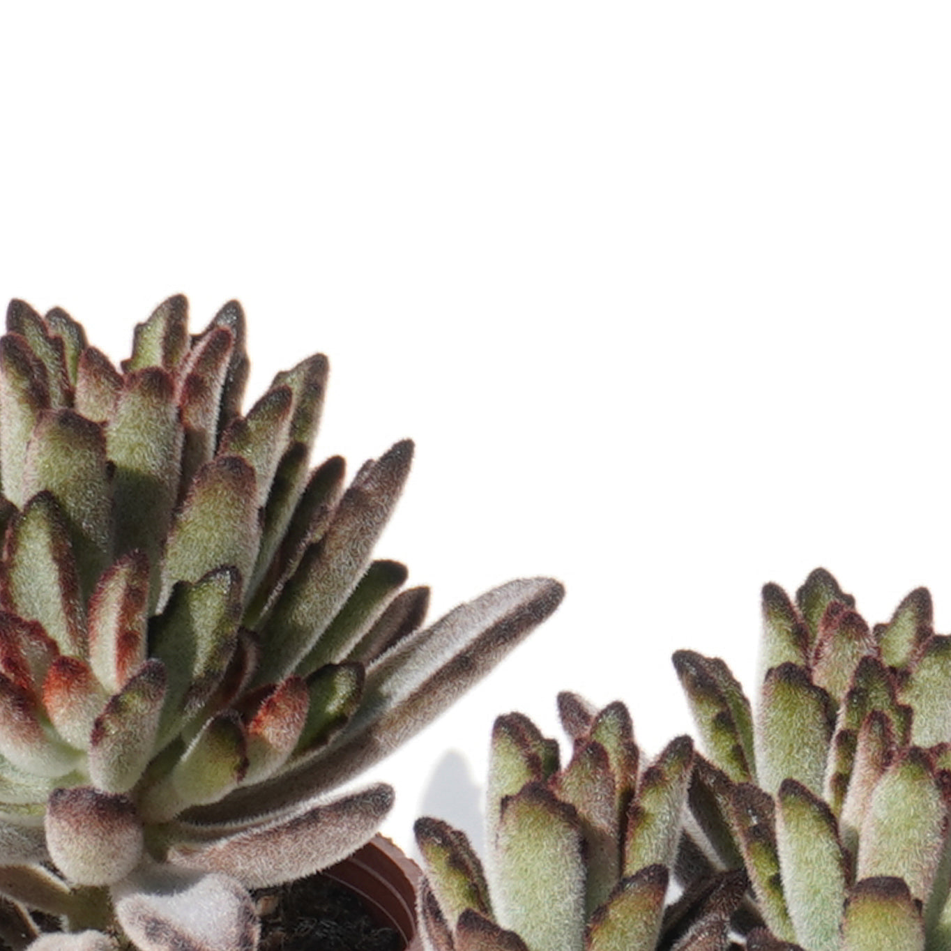 kalanchoe_tomentosa