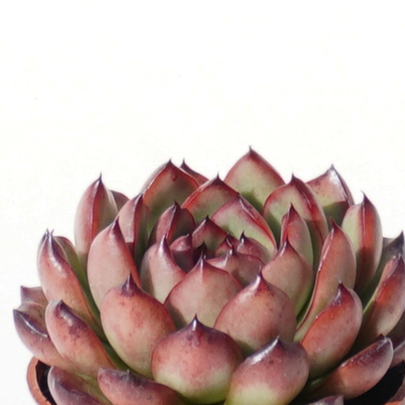 echeveria_agavoides_christmas_eve