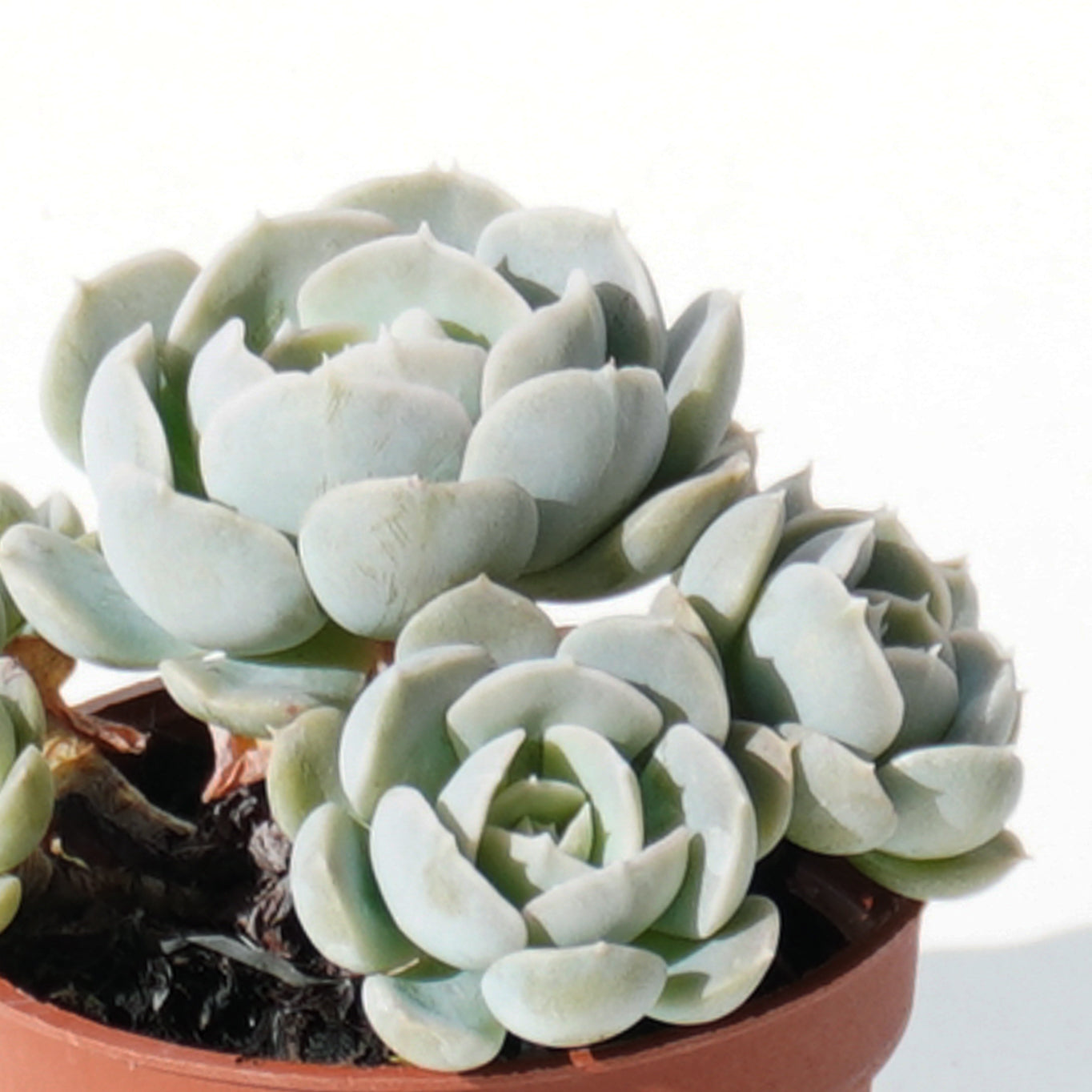 echeveria_runyonii_rose_ex_walther