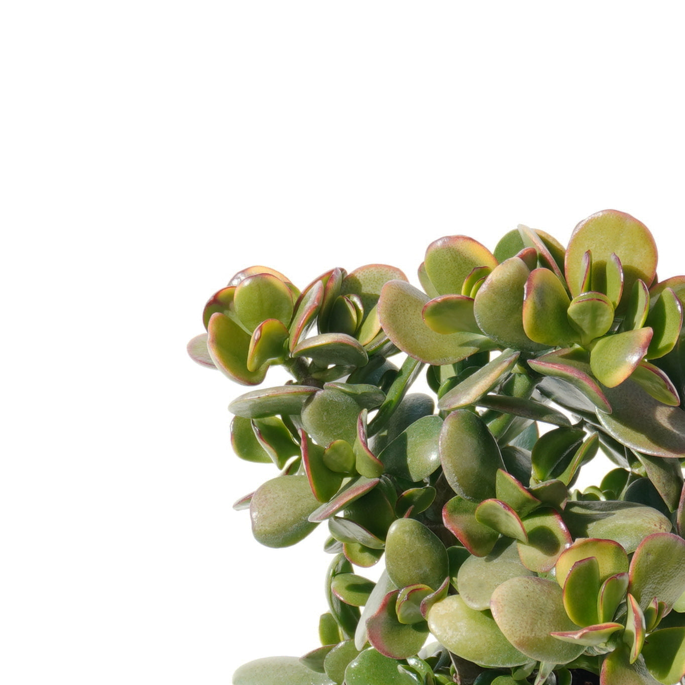 crassula_ovata