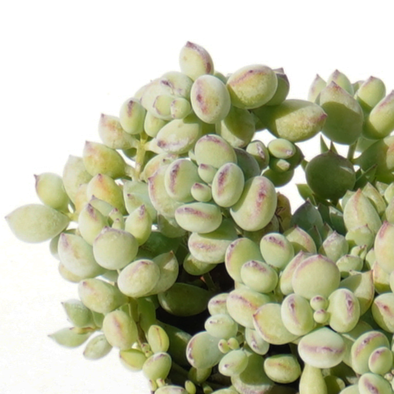 cotyledon_orbiculata